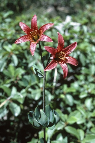 Lilium bolanderi